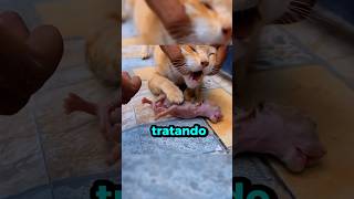 ¡Pobre Gata no Suelta a Su Gatito  😱🐈 gato gatitos gatos [upl. by Bendicta]