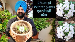 ऐसे लगाएं Winter Plants एक भी नहीं मरेगा Verbena plants grow care fertilizer tips [upl. by Ahsienar]