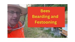 Bees bearding and festooning  Adventures in Beekeeping [upl. by Niac]