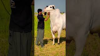 Pakistan Dangerous Bull Murshad Extremely Dangerous Fateh Jang Bull Malir Mandi 24 shorts viral [upl. by Argile]