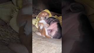 A borderless love so cute A beautiful monent 5205  shortvideodogfunny [upl. by Kaylee]