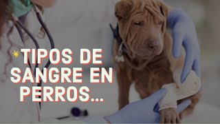 🐶🩸TIPOS de SANGRE en PERROS donación de sangre en perros [upl. by Ycnay750]