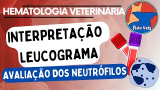 Hemograma  Leucograma  Resposta dos neutrófilos  Patologia clínica veterinária [upl. by Gavan]