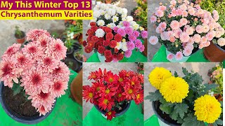 ये Dwarf Size Top Chryanthemum Varities ज़रूर लगाये Chrysanthemum Flowers Collection  Guldaudi [upl. by Ennairam]