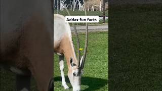 Amazing addax facts you didnt know shorts [upl. by Becky]