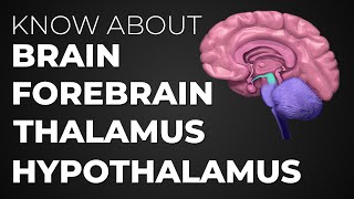 Learn About Brain  Forebrain  Thalamus  Hypothalamus [upl. by Francis724]