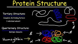 Protein Structure  Primary Secondary Tertiary amp Quarternary  Biology [upl. by Kcirddec]