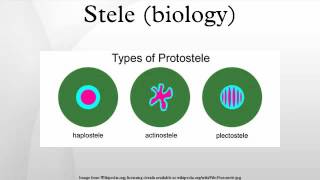 Stele biology [upl. by Hanshaw392]