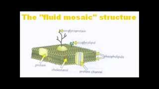 Cell Membranes  A Level AS Biology Revision [upl. by Atinaw]