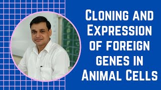 Cloning and expression of foreign genes in animal cells  Over production of proteins [upl. by Jeromy854]