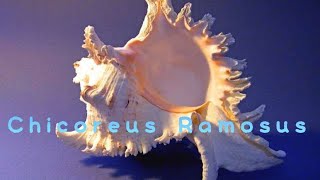 Murex RamosusChicoreus Ramosus [upl. by Haraf115]