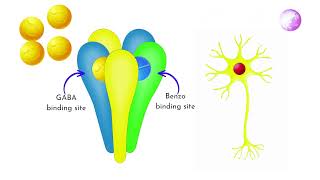 Effects of Benzodiazepines on the Nervous System amp Body [upl. by Okika]