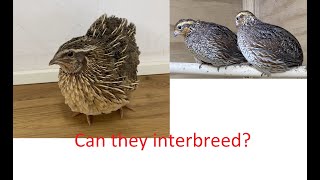 Can Bobwhite interbreed with Coturnix [upl. by Yoj]