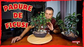 Mini Pădure de Ficus Benjamina Primul Pas Spre Bonsai [upl. by Analed]