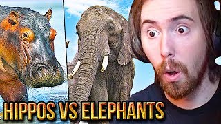 A͏s͏mongold Reacts To Are Hippos amp Elephants OP  TierZoo [upl. by Vig]