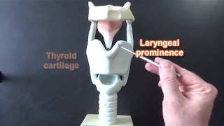 Larynx Model  Respiratory System [upl. by Terryl60]