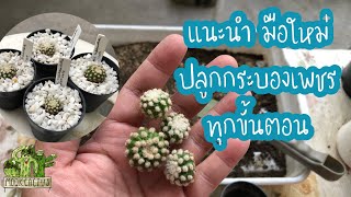 แนะนำ มือใหม่ สอนทุกขั้นตอน เด็ดหน่อ ปักชำ รดน้ำ กระบองเพชร  echinopsis subdenudata  MookCactus [upl. by Laverna322]