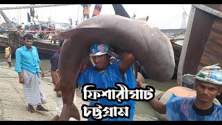 Fisherighat chittagong  Shark market in Bangladesh [upl. by Nojed]