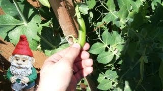 When and How to Harvest Sugar Snap Peas [upl. by Lutero154]