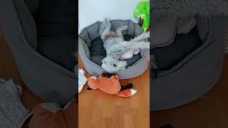 Bedlington terriers  the canine comedians 😂 shorts sleepingdogs [upl. by Eelreveb]