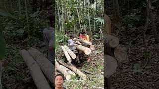 How to cut and move giant timber from the forest to the highway quickly [upl. by Wobniar]