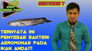 Penyebab Bakteri Aeromonas Pada Ikan Part 1 [upl. by Lachus]