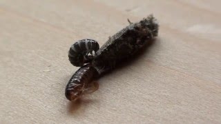 Metamorphosis of a Female Bagworm Moth [upl. by Annovy303]