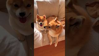 Beutiful funny dogs shortsfeed cute [upl. by Ivory]