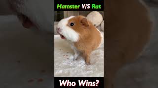 Rat vs Hamster The Ultimate Showdown🐭🐹 ytshorts [upl. by Elaine]