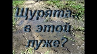 Щурята оказались отрезанными от рекиavilittle pike [upl. by Baler]