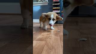 Corgis vs the Snacks Epic Corgi Timelapse Showdown [upl. by Gertrude]