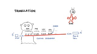 mRNA Vaccines  Researchers Propose A Design Fix [upl. by Nospmas]