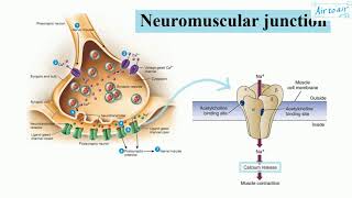 nicotinic acetylcholine receptor muscle type English  Medical terminology for medical students [upl. by Retseh]