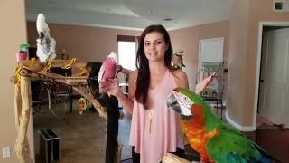 Ever done this with your parrots feathers  PARRONT TIP TUESDAY [upl. by Donni]