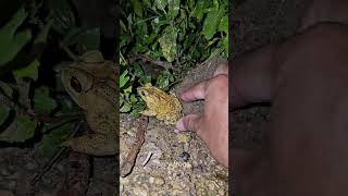 Catch frogs in the forest and make you laugh shorts [upl. by Leake]