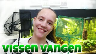 VISSEN VANGEN makkelijk en snel aquariumvissen uitvangen Nickey [upl. by Namreh110]