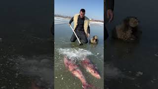 Este chico encontró peces congelados en el hielo 😰 [upl. by Hendrika]