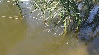 Grass carp eating cattail Typha [upl. by Githens109]