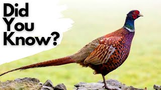 Things you should know about PHEASANTS [upl. by Rissa]