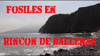 Fósiles en Rincón de Ballenas [upl. by Inahpets]