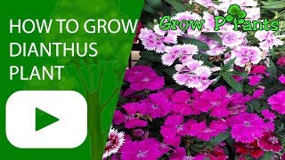 How to grow Dianthus plant [upl. by Parsons]