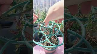 Pruning portulaca flower shortvideo gardening portulaca portulacaflower bonsai [upl. by Zeret]