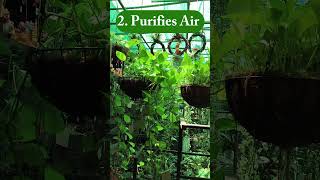 The Amazing Benefits of a Feng Shui Money Plant in Your House🌿🌺shorts viralvideoshortsvideo [upl. by Herzel337]