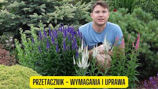 Przetacznik  wymagania i uprawa niewymagająca bylina o kwiatach niczym groty strzał [upl. by Rosecan24]