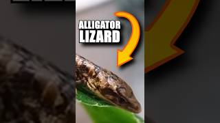 Abronia the ALLIGATOR LIZARD 🐊 Animal Fact Files facts animals wildlife [upl. by Chura514]