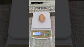 The Biggest Lohmann Brown Egg [upl. by Aifoz]