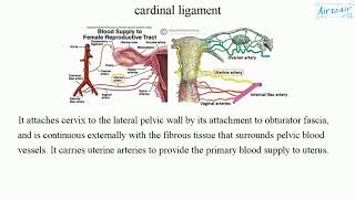 cardinal ligament [upl. by Navar]