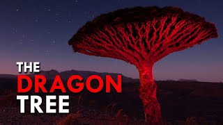 Dragon Blood Tree One Of The Rarest Trees In The World [upl. by Nitneuq]