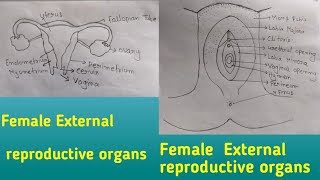 female External and Internal reproductive organs diagram drowning and labeling vaginadiagram [upl. by Yoho965]