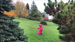 🇵🇭 Bedgebury Pinetum Forest Kent England Rainy Autumn Walk and Foraging [upl. by Audun800]